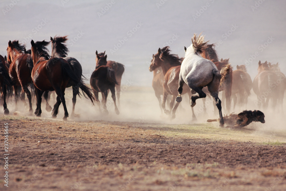 Obraz premium a plain with beautiful horses in sunny summer day in Turkey. Herd of thoroughbred horses. Horse herd run fast in desert dust against dramatic sunset sky. wild horses 