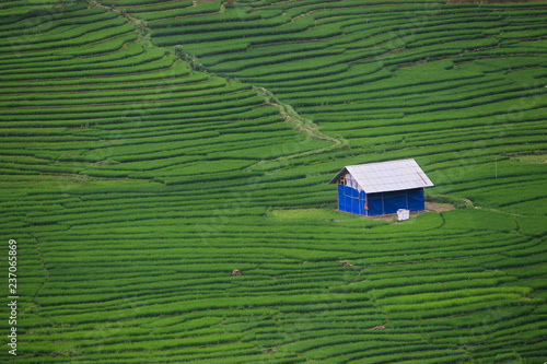 Colorful Hamlets In Paddies