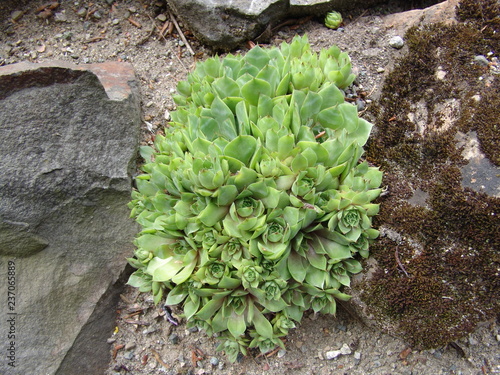 Sempervivum tectorum (semprevivo maggiore) in giardino roccioso photo