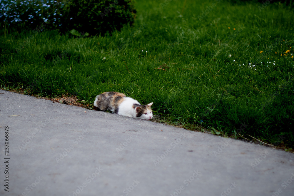 A cat on the hunt in the grass. A cat just before the attack A cat on the hunt in the grass. A cat just before the attack
