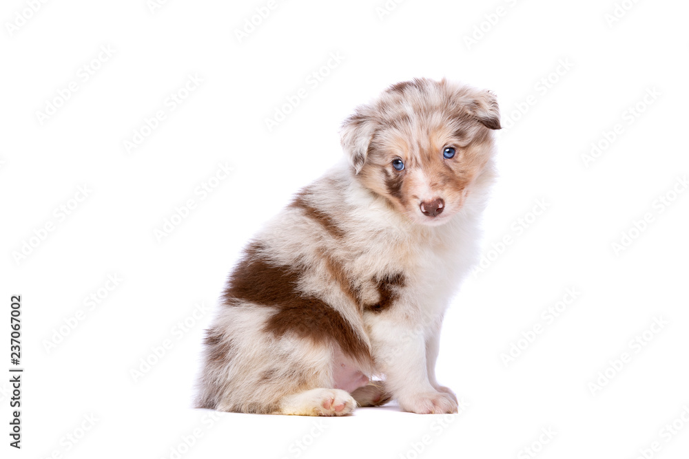 collie puppy Stock Photo | Adobe Stock