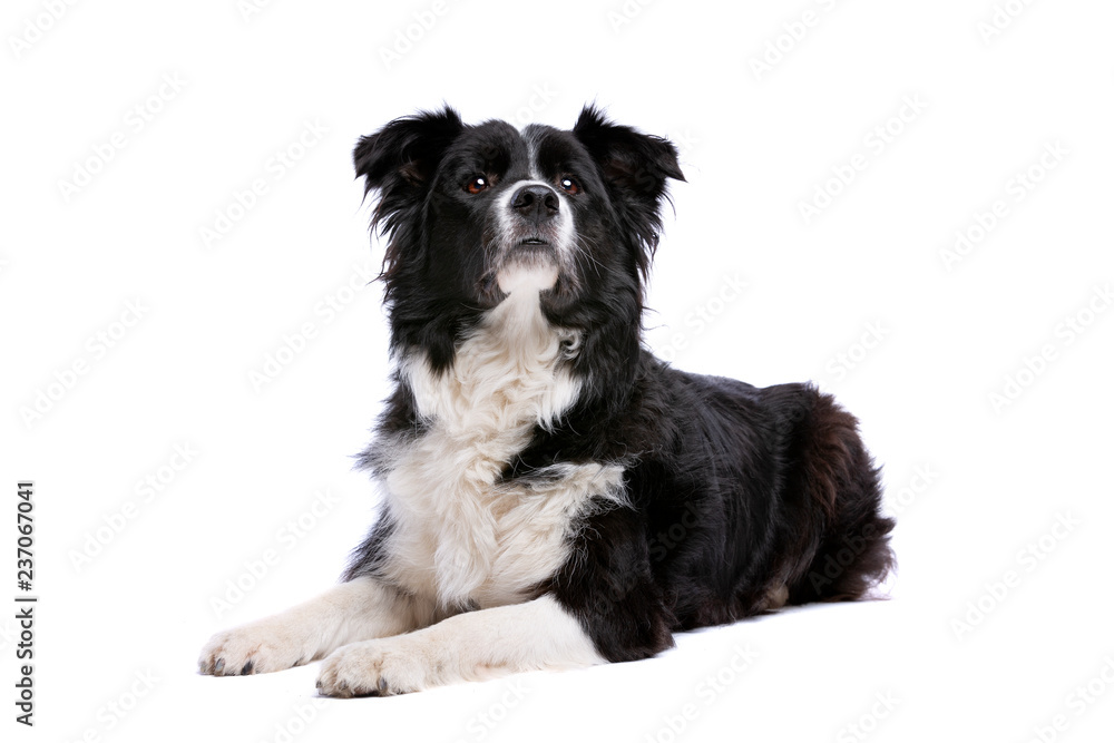 Black and white border collie dog