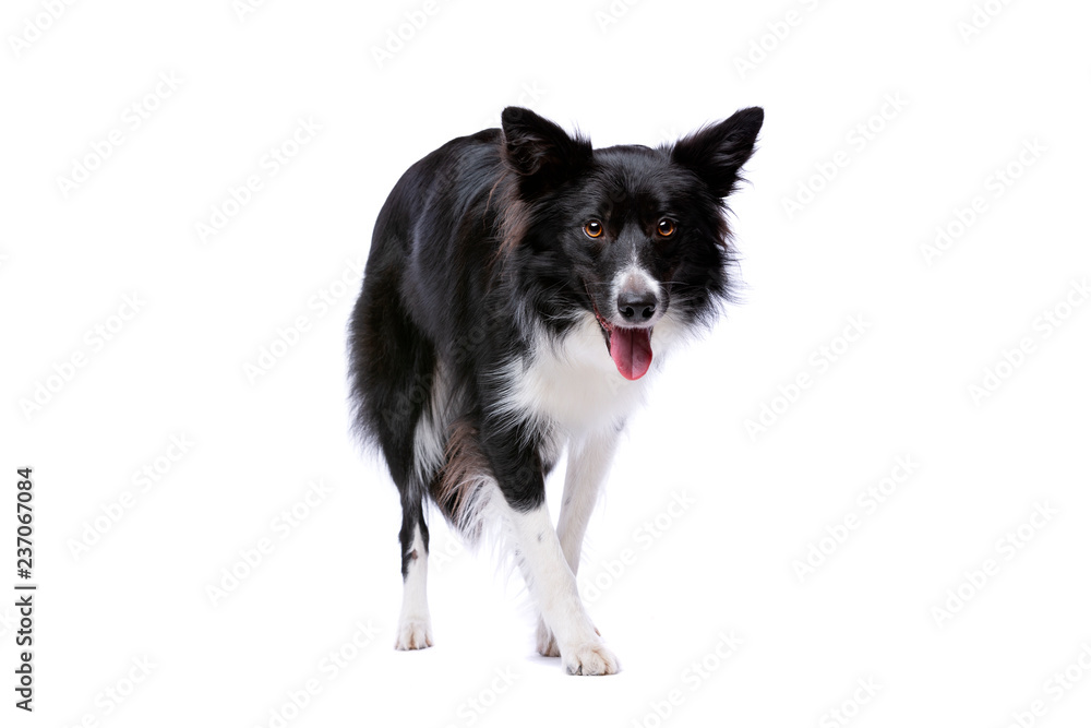 Black and white border collie dog