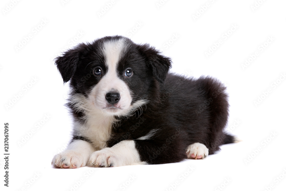 Border collie puppy