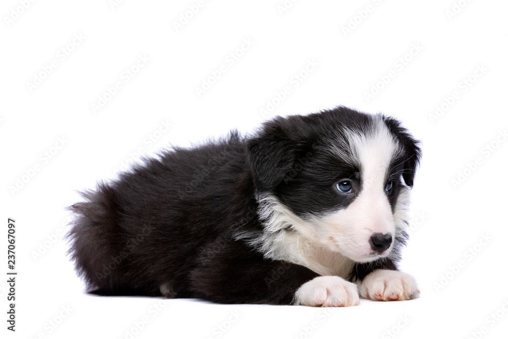 Border collie puppy