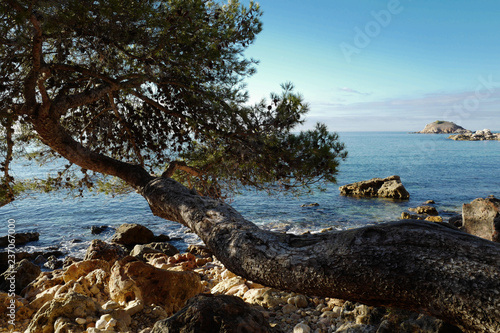 tree on the beach © Marjorie