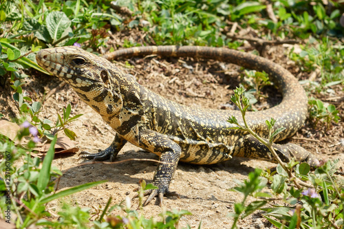 Wachsamer kleiner Leguan von der Seite photo