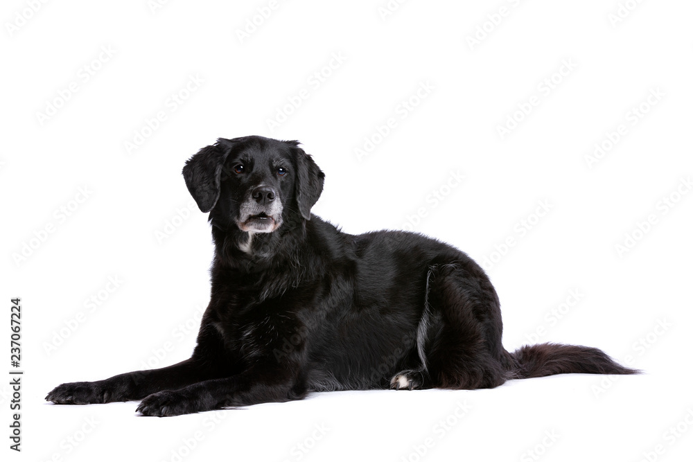 Black mixed breed dog