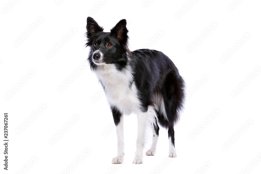 Black and white border collie dog