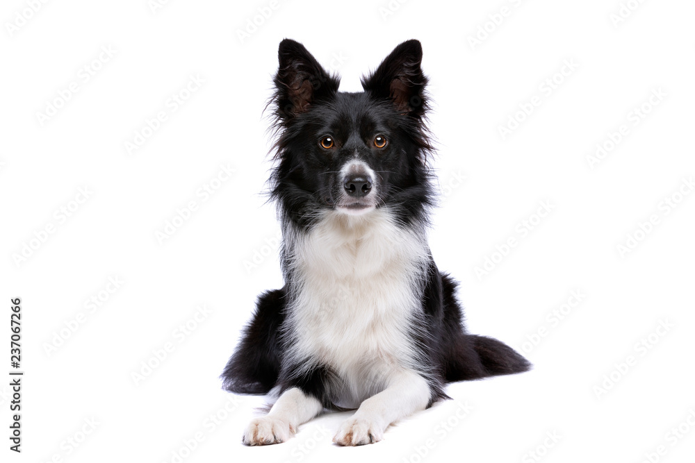 Black and white border collie dog Black and white border collie dog