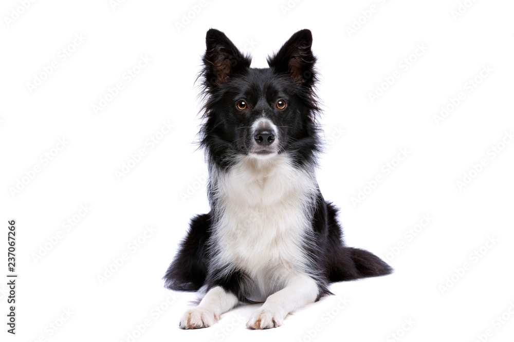 Black and white border collie dog