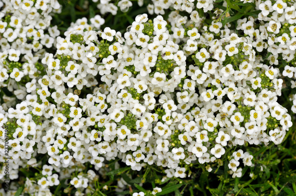 Alyssum