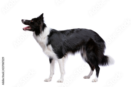 Leinwand Poster Black and white border collie dog
