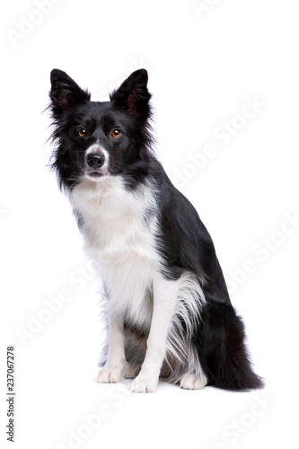 Black and white border collie dog © Erik Lam