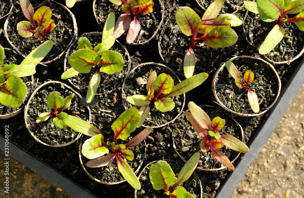 Beetroot Plants