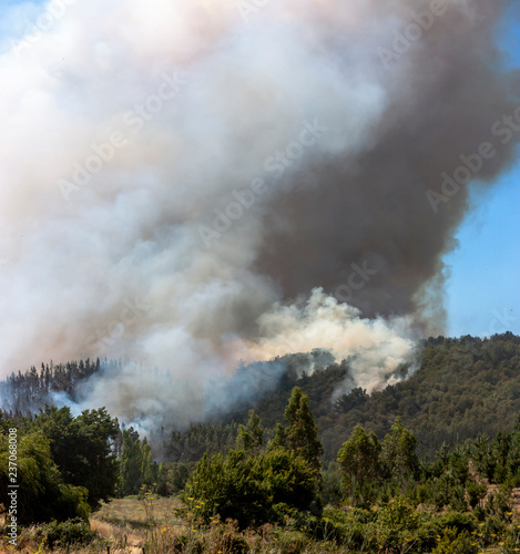 Forest Fire at Angol on 2014, Bio Bio Region, Chile.