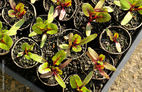 Obraz na płótnie Beetroot Plants w salonie