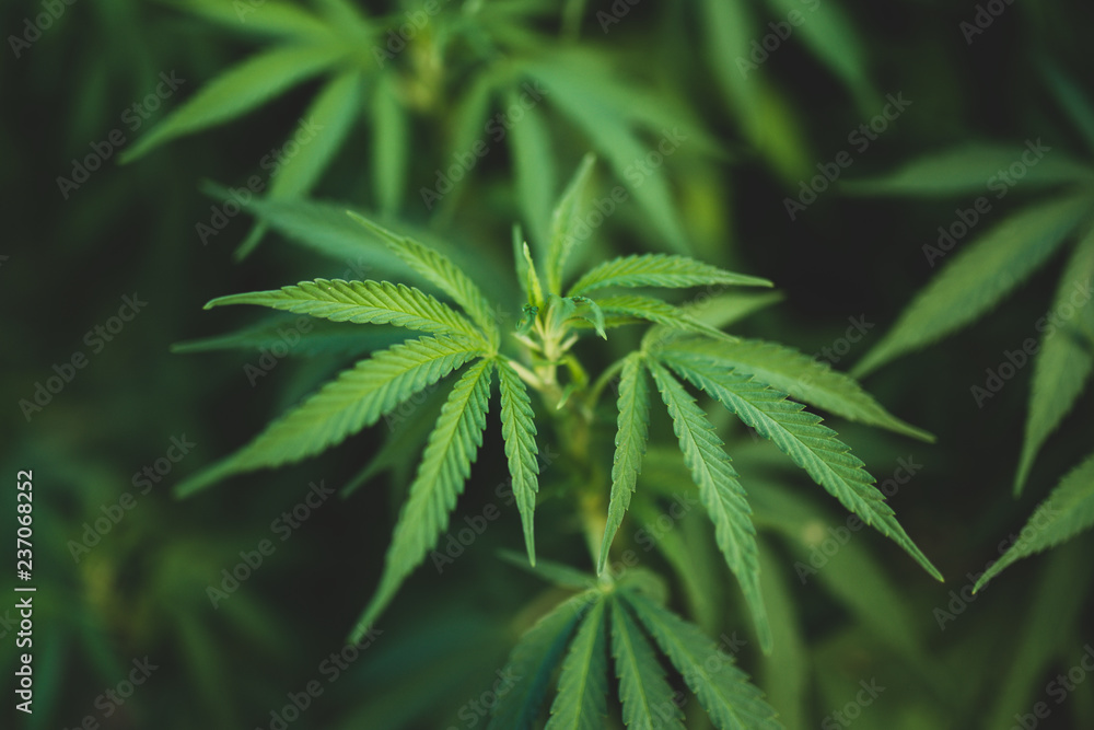cannabis marijuana leaf plant cannabis marijuana leaf plant