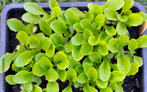 Obraz na płótnie Lettuce w salonie
