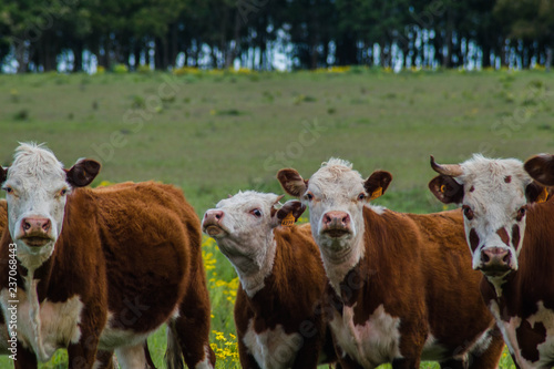 Vacas.