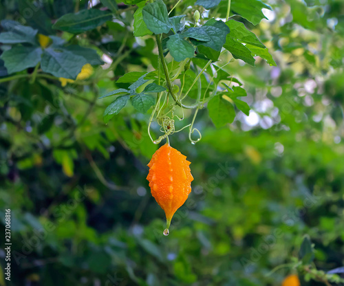 Bitter Melon Momordica balsamina