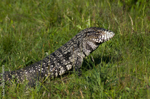 Obraz na płótnie Lagarto. 