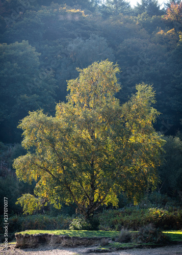 illuminated tree