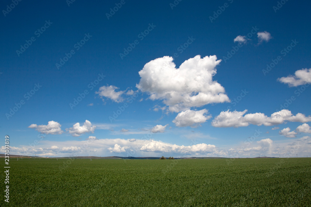 green field and blue sky