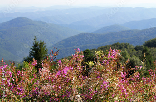 Rosebay willowherb or fireweed (Chamaenerion angustifolium) flowers on a background of  Balkan Mountains, Bulgaria photo