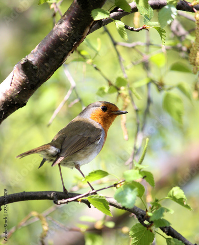 robin on a branch © Richard
