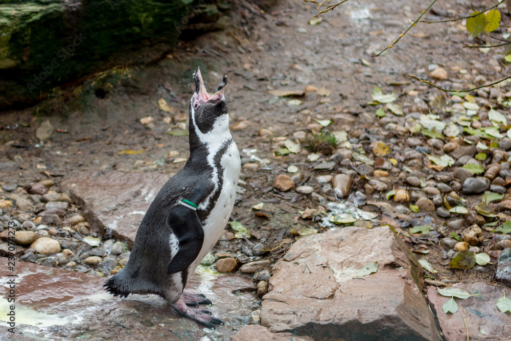 Penquin posing outdoor on rocks of local zoo habitat. Penquin posing outdoor on rocks of local zoo habitat.