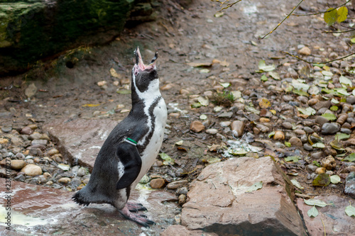 Penquin posing outdoor on rocks of local zoo habitat.