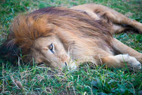 Fototapeta Naklejka Na Ścianę i Meble -  father and  child having fun together  in park