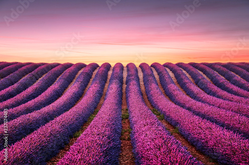 Lavender flower blooming fields endless rows at sunset. Valensole provence