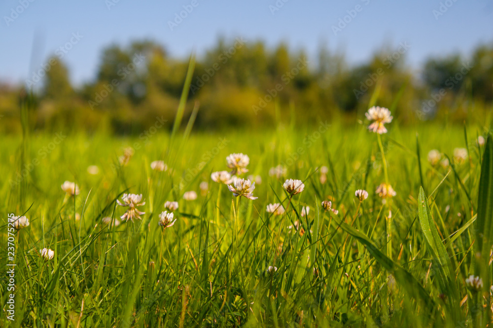 White clover White clover