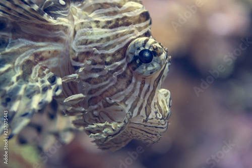 Close up portrait of poisonous lion fish from a side.