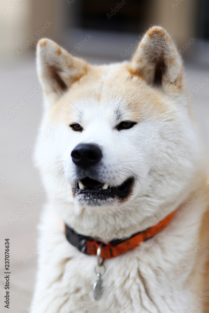 Portrait closeup of a healthy adult akita dog