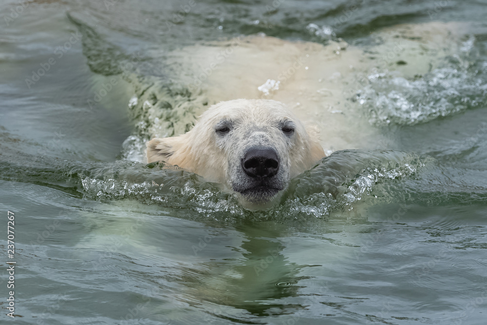     Polar bear in the water, funny portrait 
