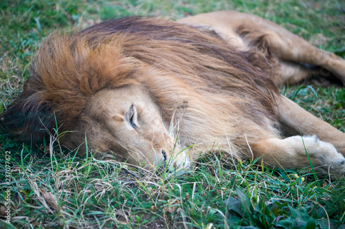 Fototapeta Naklejka Na Ścianę i Meble -  lion