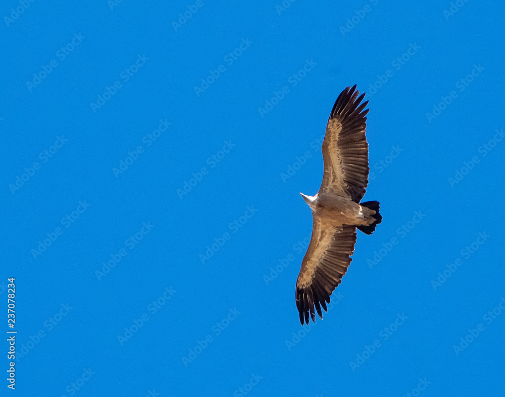 Obraz premium griffon vulture