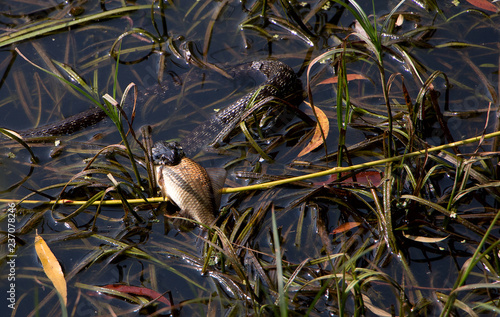 snake eating fish photo