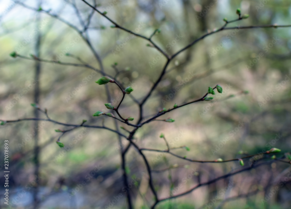 Blooming trees buds, spring. Closeup photography. Blooming trees buds, spring. Closeup photography.