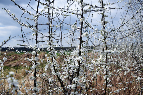Wallpaper Mural "Prunus spinosa" - blackthorn. Sloe white flowers close up photography. Torontodigital.ca