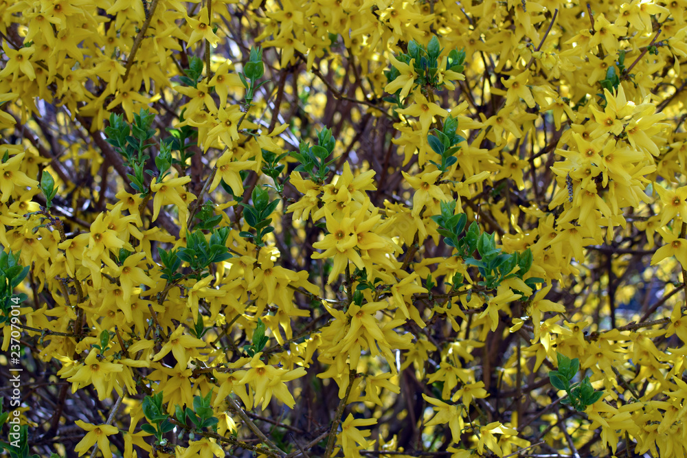 Forsythia × intermedia (Border Forsythia). Yellow flowers background. Flowers texture.