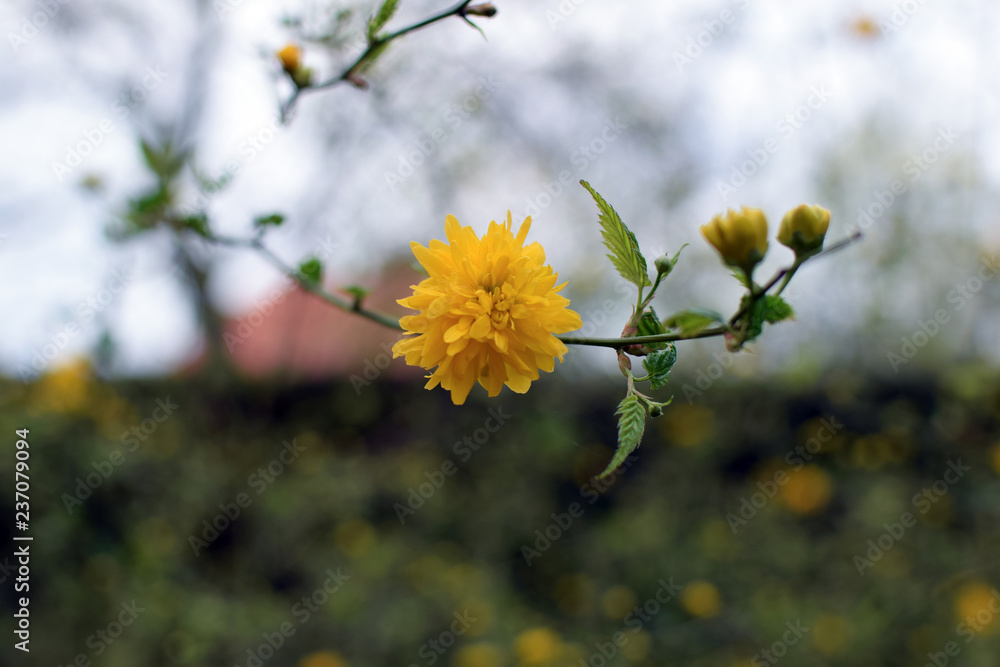 Small yellow flower close up with bokeh effect. Small yellow flower close up with bokeh effect.