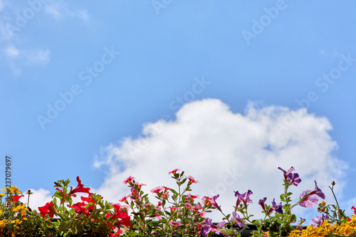 Blumenband aus Petunien vor blauem Wolkenhimmel