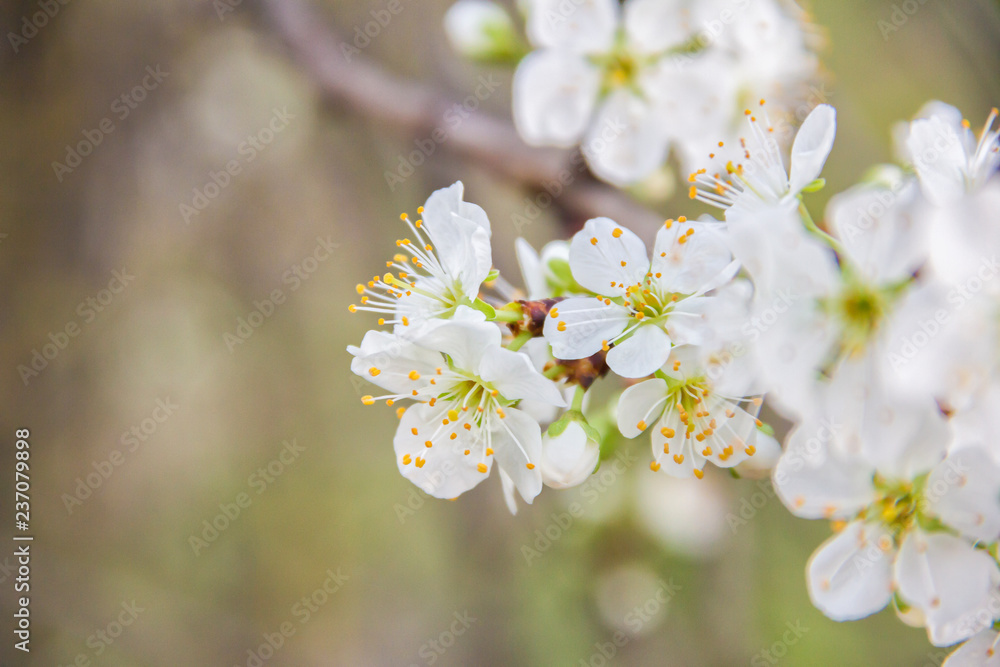 Spring Cherry blossoms on a branch, white flowers, on green natural and sky background