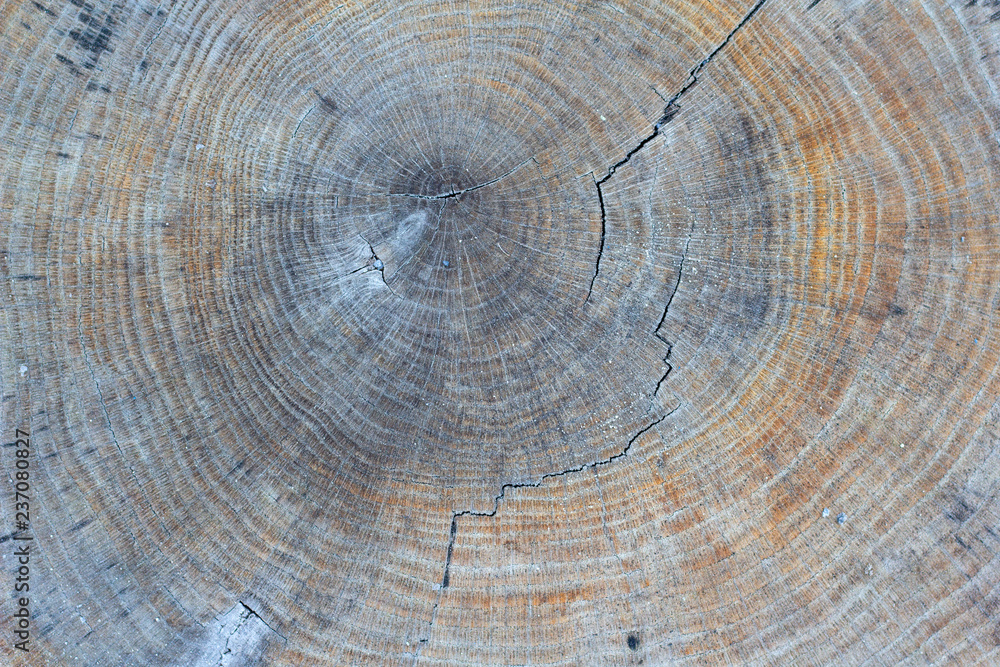 Fototapeta premium texture of wood