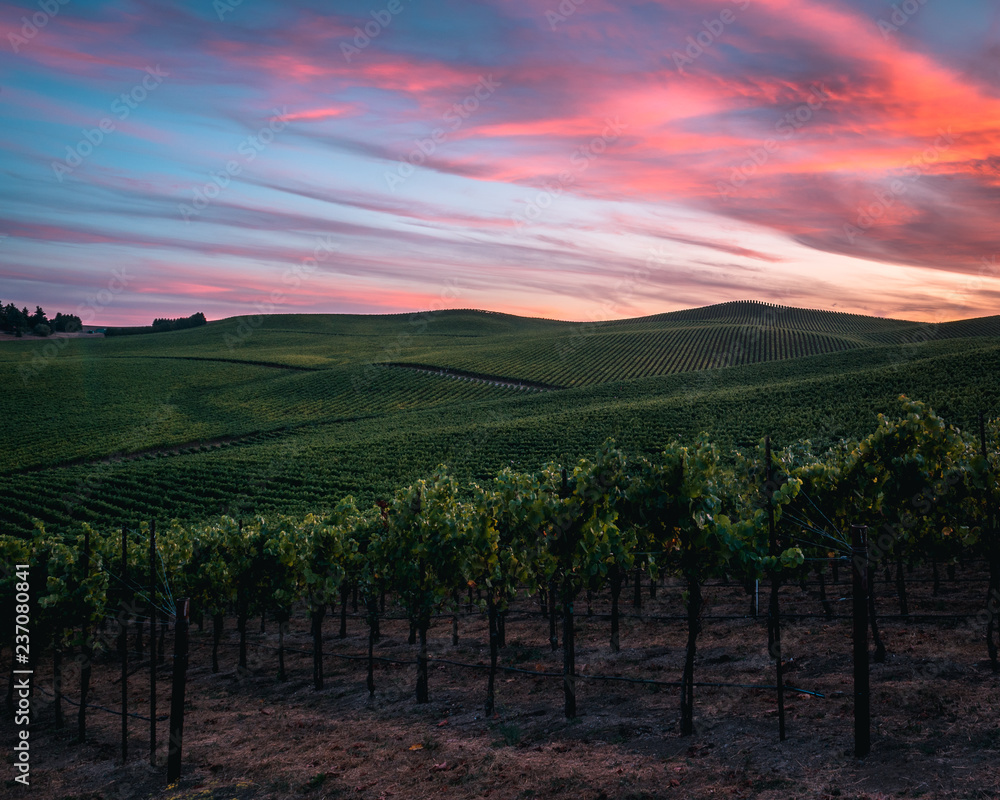 Sonoma County Vineyard at Sunset