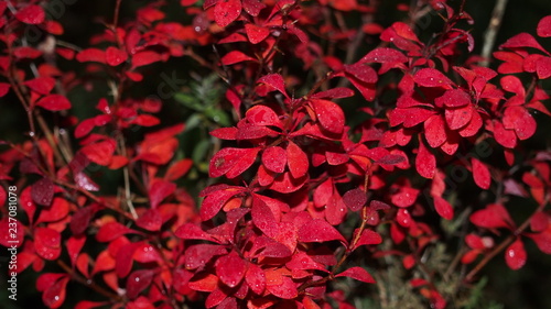 Red plant in the twillight